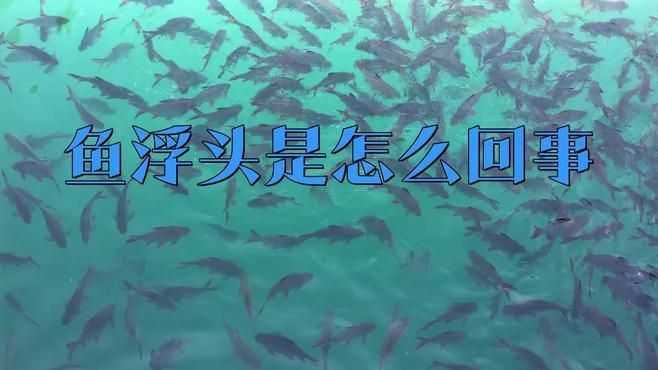 龍魚浮頭時應該怎么做