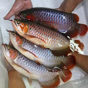 紅龍魚 產(chǎn)地 印尼 哪個?。河∧峒t龍魚在印尼的具體產(chǎn)地信息