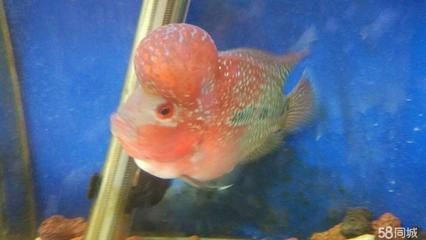 廣州花鳥市場批發龍魚價格多少錢：廣州花鳥市場龍魚價格