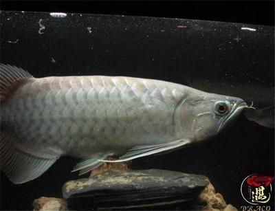 龍魚缸養(yǎng)水養(yǎng)多久合適（龍魚缸養(yǎng)水時間通常為3天到一周）