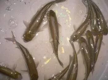 龍魚(yú)不吃冷凍小魚(yú)可以嗎：龍魚(yú)不吃冷凍小魚(yú)怎么辦