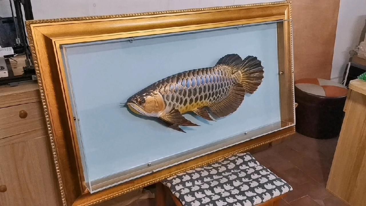 七彩金龍魚的價格是多少？