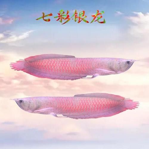 七彩金龍魚的價格是多少？