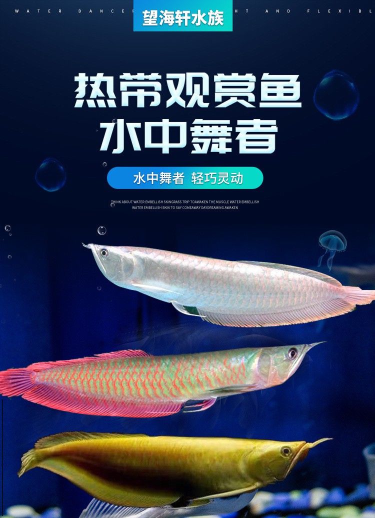 七彩金龍魚的價格是多少？