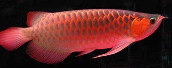 紅龍魚鱗片會有幾種病（紅龍魚鱗片病的日常護理技巧紅龍魚鱗片病的診斷方法）