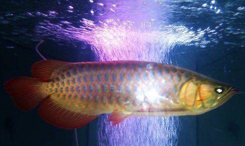 金龍魚幼魚多久喂一次？