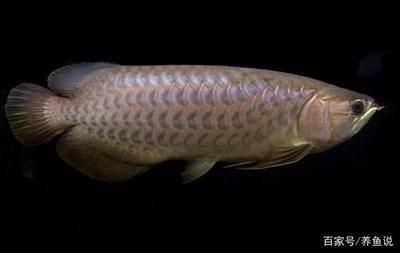 金龍魚比銀龍魚貴嗎：金龍魚為什么比銀龍魚貴