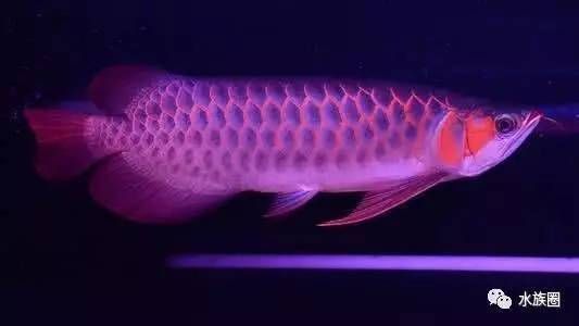 喂養龍魚用濾水,需要的濾料都有那些品種：喂養龍魚時，選擇合適的濾水和濾料是非常重要的,以下是常用的