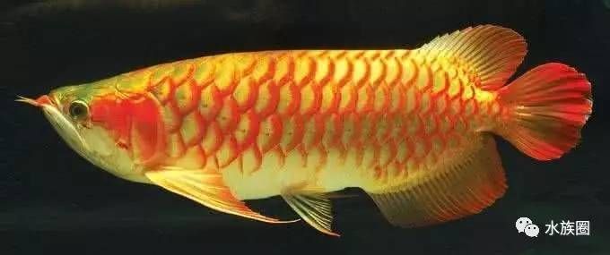 喂養龍魚用濾水,需要的濾料都有那些品種：喂養龍魚時，選擇合適的濾水和濾料是非常重要的,以下是常用的