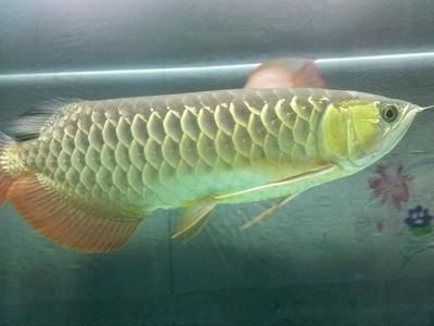35厘米金龍魚價格多少錢一條：35厘米金龍魚