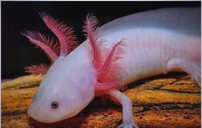 六角龍魚養100年的照片