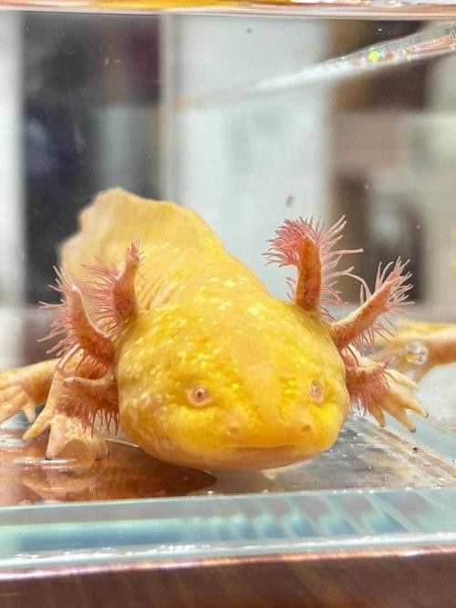 六角龍魚養100年的照片