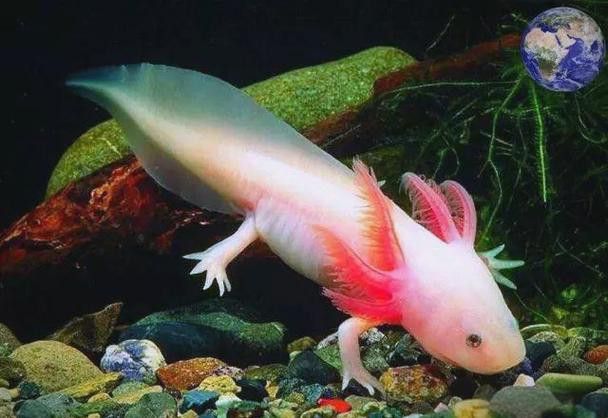 六角龍魚養100年的照片