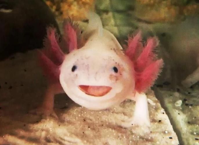 六角龍魚養100年的照片