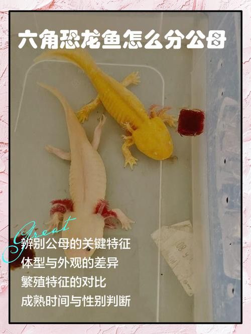 六角龍魚養100年的照片