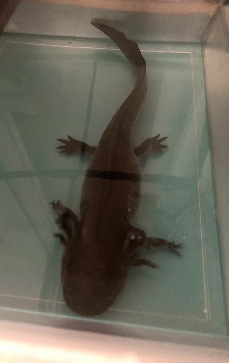 六角龍魚養100年的照片