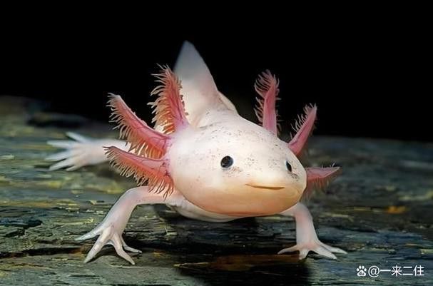 六角龍魚養100年的照片