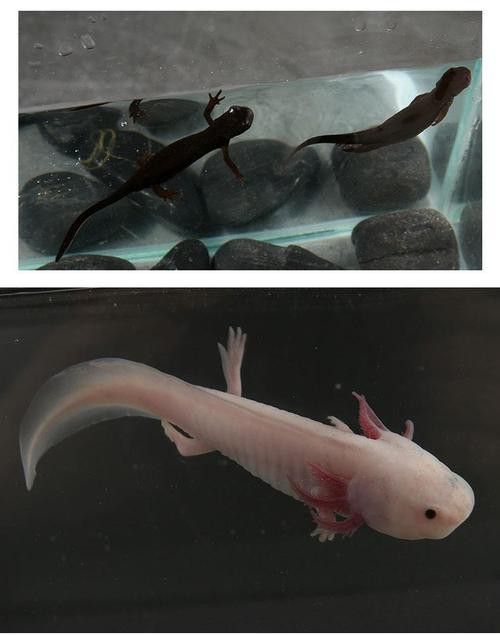 六角龍魚養100年的照片