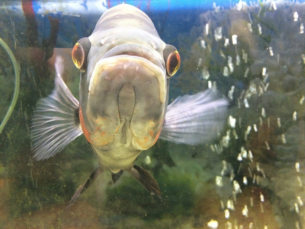 六角龍魚養100年的照片
