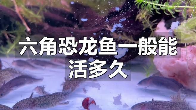 六角龍魚養100年的照片