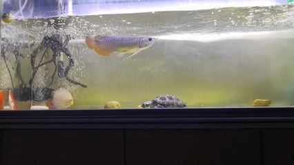 高背金龍魚好養嗎怎么養的：高背金龍魚好養嗎