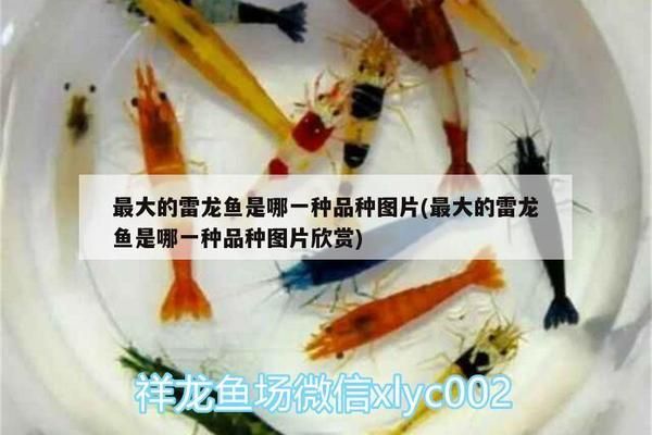 世界最貴的紅龍魚品種圖片大全（世界最貴的紅龍魚品種圖片大全大圖） 世界最貴的紅龍魚品種圖片大全（世界最貴的紅龍魚品種圖片大全大圖） 龍魚百科 第2張