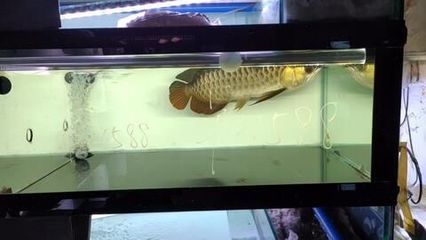 10厘米小紅龍魚魚苗價格多少一只：10厘米小紅龍魚魚苗價格受到多個因素影響和影響因素