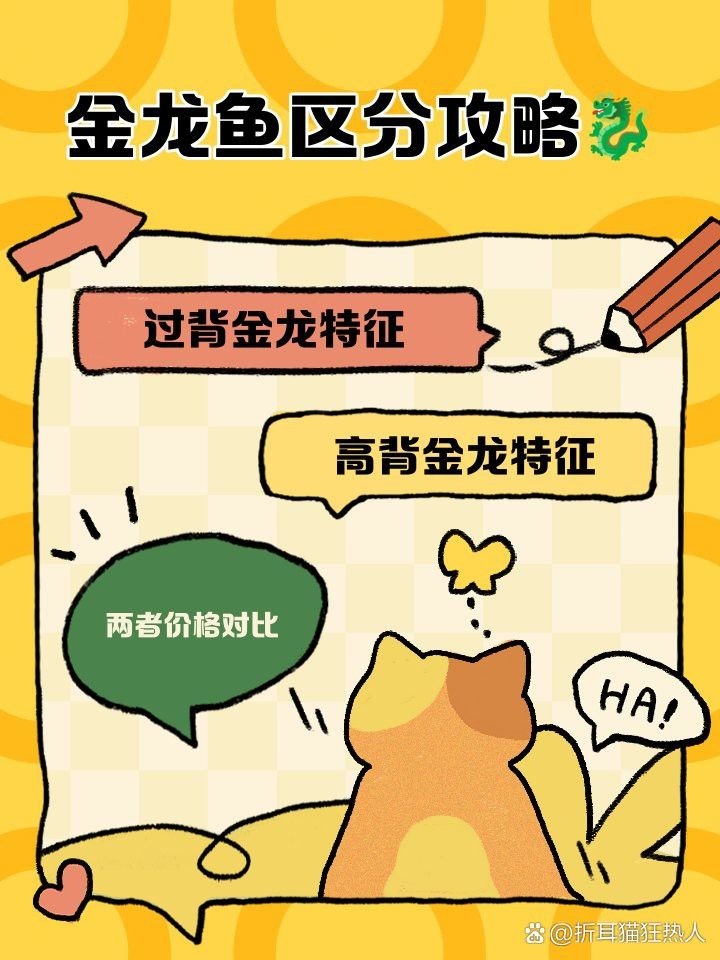 如何區分金龍魚的過背和不過背？