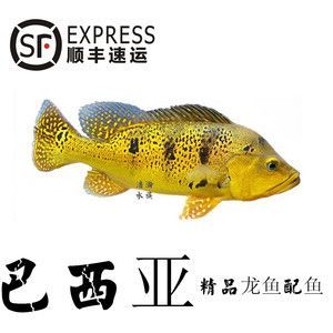 龍魚養(yǎng)殖溫度多少合適啊：龍魚養(yǎng)殖溫度指南龍魚的養(yǎng)殖溫度指南龍魚養(yǎng)殖注意事項