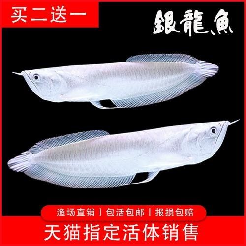 龍魚苗大概多少錢一條圖片