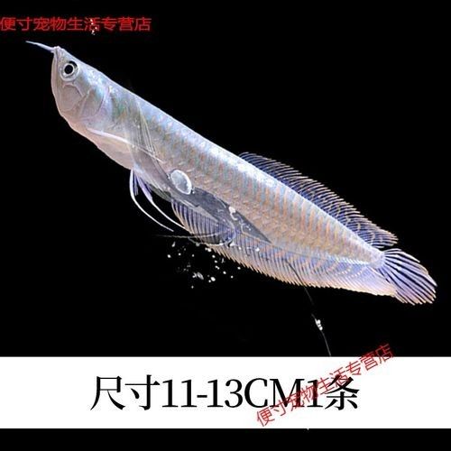 龍魚苗大概多少錢一條圖片
