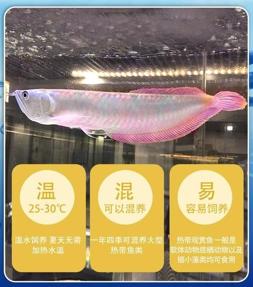 龍魚苗大概多少錢一條圖片