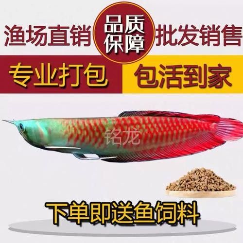 龍魚苗大概多少錢一條圖片