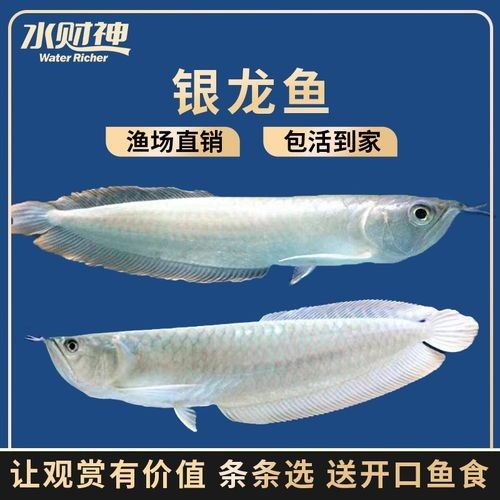 龍魚苗大概多少錢一條圖片