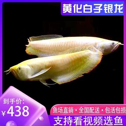 龍魚苗大概多少錢一條圖片