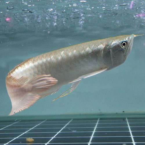 龍魚苗大概多少錢一條圖片