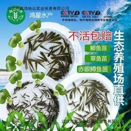 龍魚苗大概多少錢一條圖片