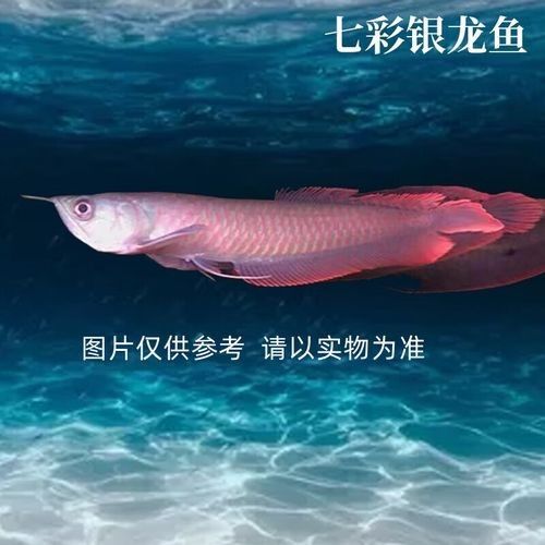 龍魚苗大概多少錢一條圖片