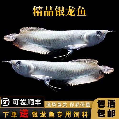 龍魚苗大概多少錢一條圖片
