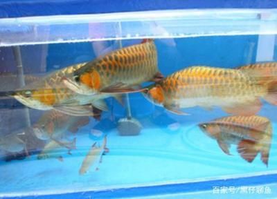 養龍魚和什么魚混養在一起好養