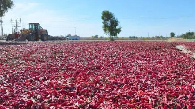 紅龍23色素辣椒的產(chǎn)量如何？