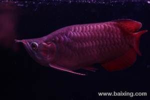 正大漁場龍魚在哪里進貨的渠道獲得不同品種和數量的龍魚：正大漁場龍魚在哪里進貨