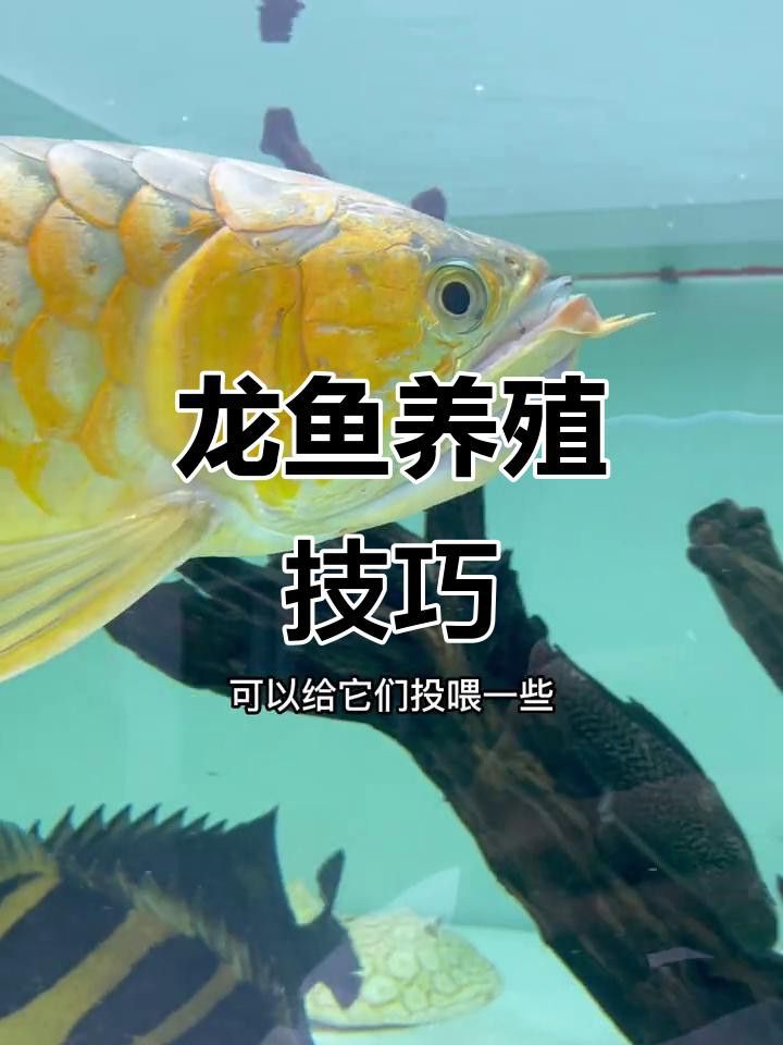 鳳凰龍魚的最佳飼養環境