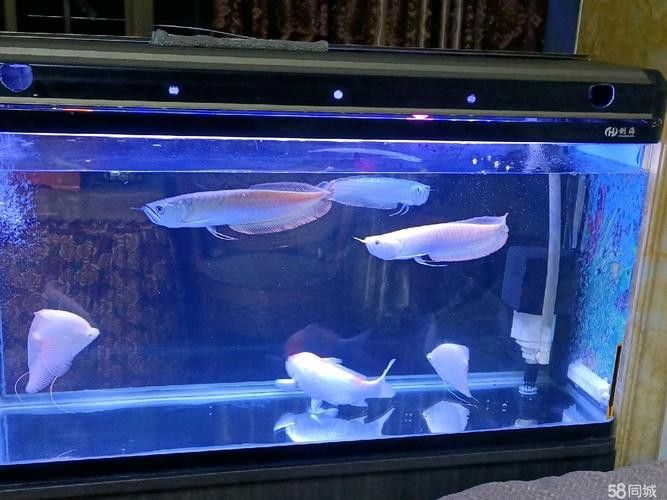 招財魚可以和銀龍魚混養嗎圖片欣賞 招財魚可以和銀龍魚混養嗎圖片欣賞 龍魚百科 第19張