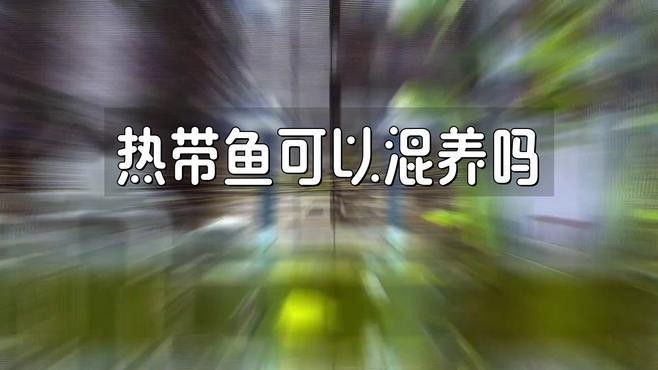 招財魚可以和銀龍魚混養嗎圖片欣賞 招財魚可以和銀龍魚混養嗎圖片欣賞 龍魚百科 第21張