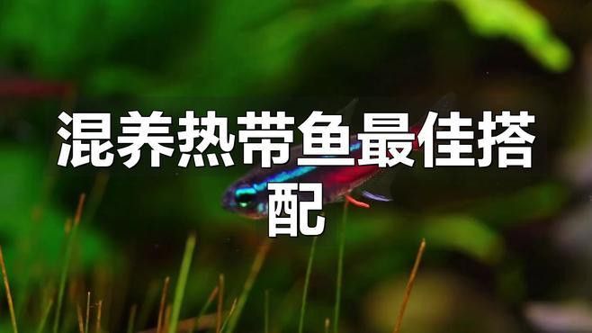 招財魚可以和銀龍魚混養嗎圖片欣賞 招財魚可以和銀龍魚混養嗎圖片欣賞 龍魚百科 第24張