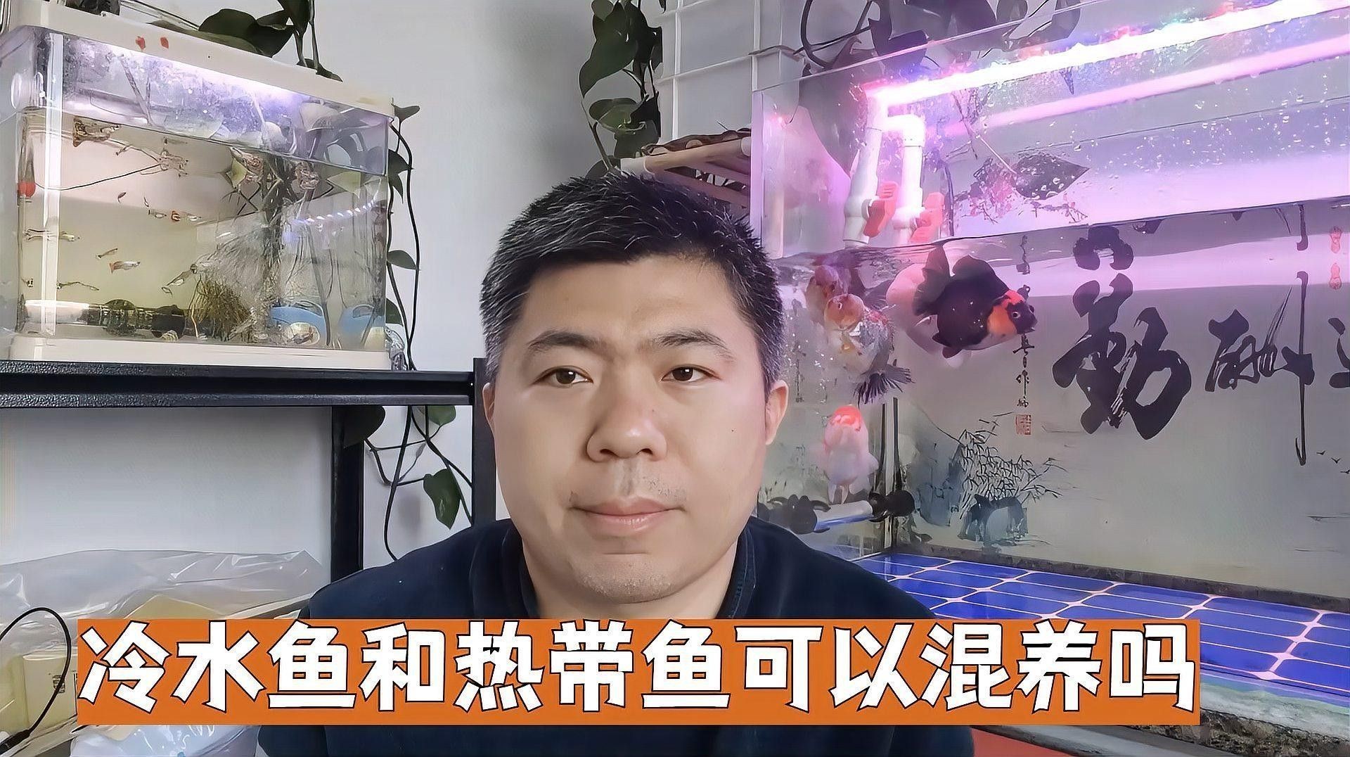 招財魚可以和銀龍魚混養嗎圖片欣賞 招財魚可以和銀龍魚混養嗎圖片欣賞 龍魚百科 第25張