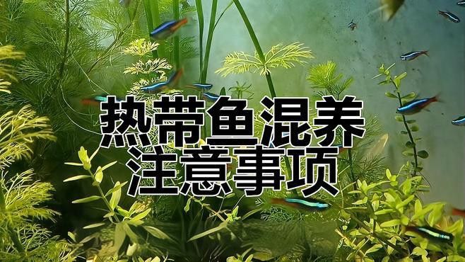 招財魚可以和銀龍魚混養嗎圖片欣賞 招財魚可以和銀龍魚混養嗎圖片欣賞 龍魚百科 第22張