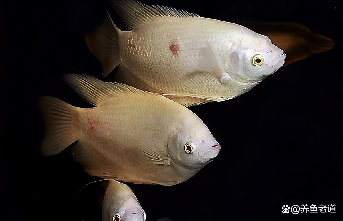 招財魚可以和銀龍魚混養嗎圖片欣賞 招財魚可以和銀龍魚混養嗎圖片欣賞 龍魚百科 第27張