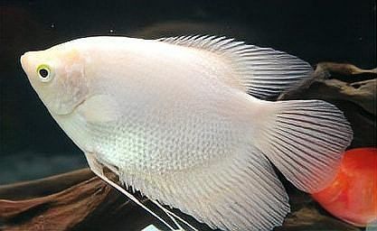 招財魚可以和銀龍魚混養嗎圖片欣賞 招財魚可以和銀龍魚混養嗎圖片欣賞 龍魚百科 第30張